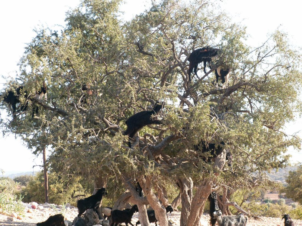 Goats in Argan Tree Morocco Trekking