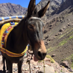 Animals of Morocco